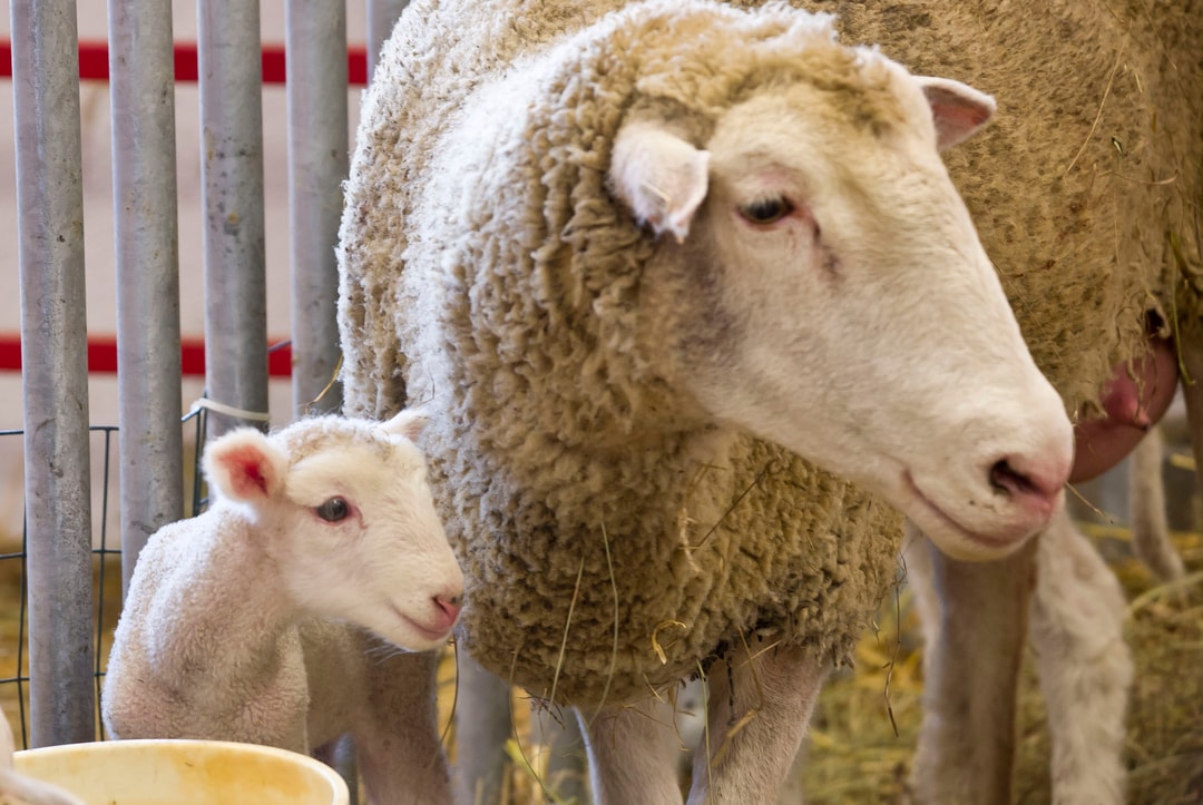 The Nebraska State Fair: An Annual Tradition! | VisitNebraska.com